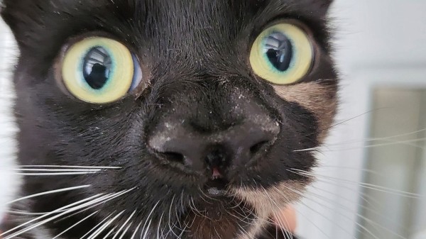 В Британии нашли кошку с двумя носами