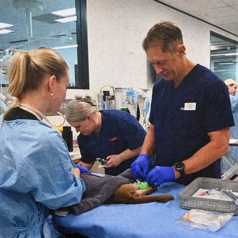 Этот кот пережил часовую стирку в машинке